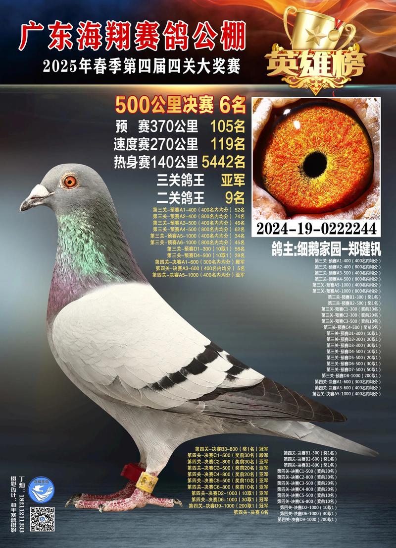 鸽子价格现在多少钱-第2张图片-宁夏农业信息网