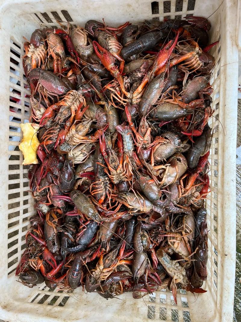 龙虾养殖为什么只死公的-第1张图片-宁夏农业信息网 龙虾养殖为什么只死公的-第1张图片-宁夏农业信息网