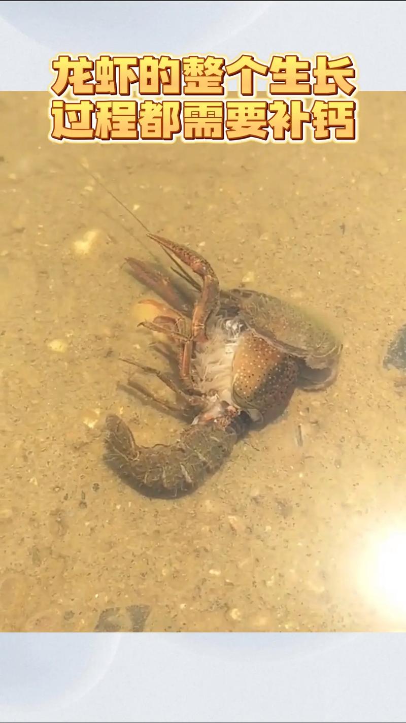 龙虾养殖为什么只死公的-第2张图片-宁夏农业信息网 龙虾养殖为什么只死公的-第2张图片-宁夏农业信息网