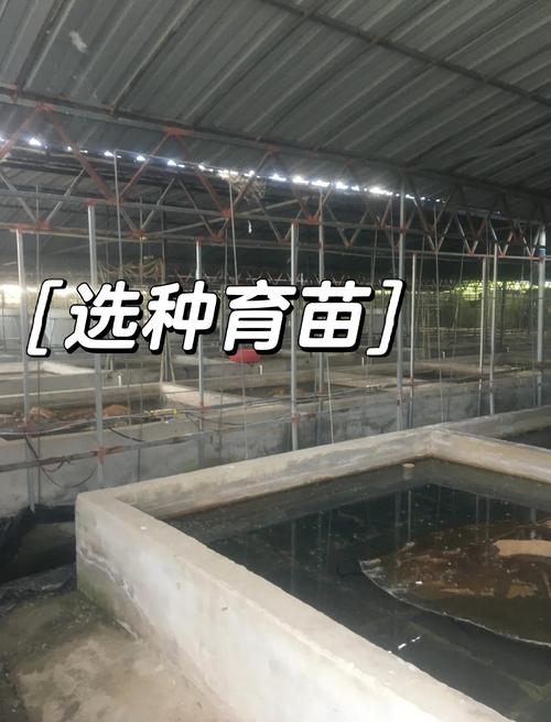 龙虾养殖为什么只死公的-第3张图片-宁夏农业信息网 龙虾养殖为什么只死公的-第3张图片-宁夏农业信息网