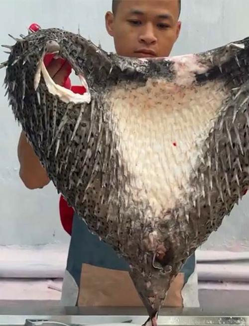 猪粪可以养殖什么鱼品种-第3张图片-宁夏农业信息网