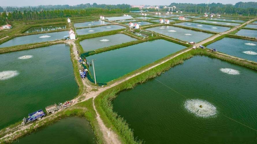 猪粪可以养殖什么鱼品种-第2张图片-宁夏农业信息网