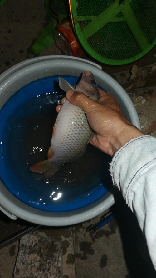 猪粪可以养殖什么鱼品种-第1张图片-宁夏农业信息网