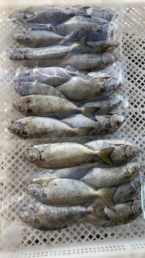 水泥池养殖什么淡水鱼最好-第1张图片-宁夏农业信息网