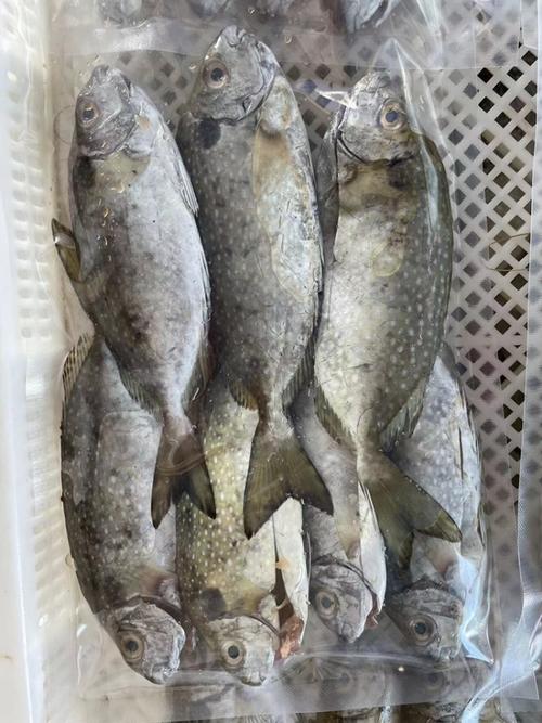 水泥池养殖什么淡水鱼最好-第3张图片-宁夏农业信息网