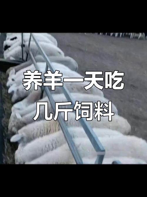 现在喂羊吃什么饲料-第2张图片-宁夏农业信息网
