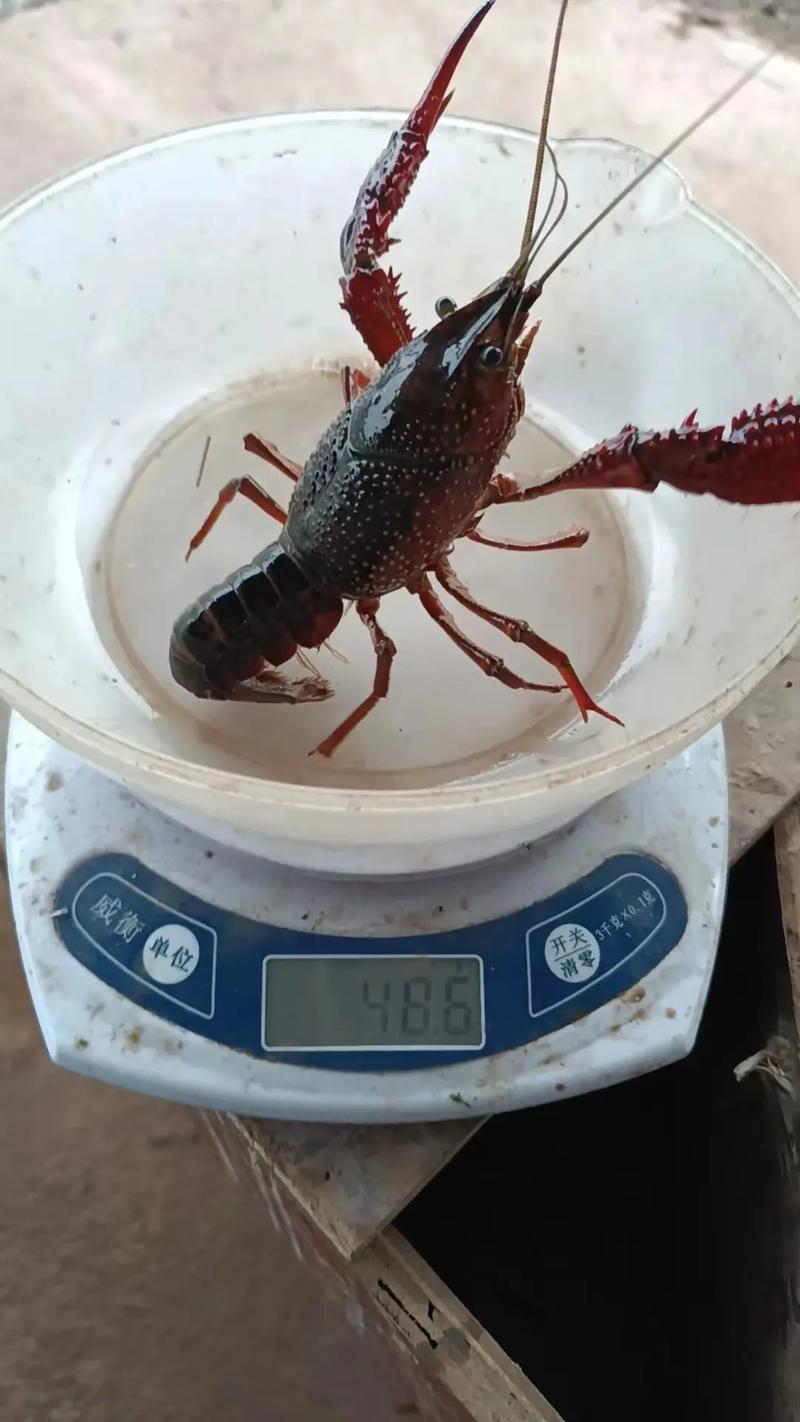 为什么养殖龙虾-第2张图片-宁夏农业信息网 为什么养殖龙虾-第2张图片-宁夏农业信息网