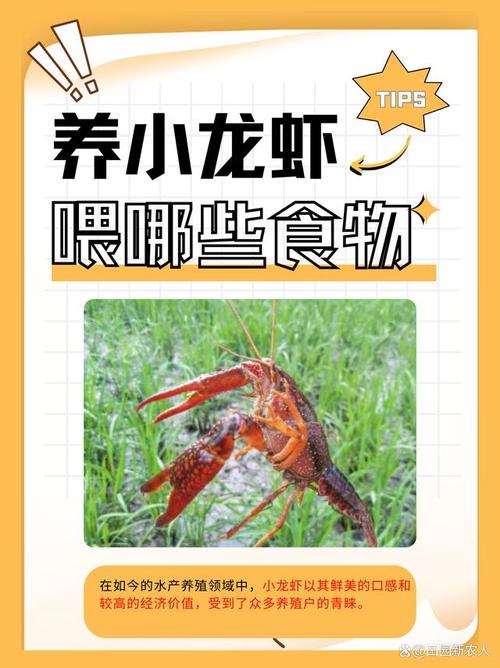 为什么养殖龙虾-第3张图片-宁夏农业信息网 为什么养殖龙虾-第3张图片-宁夏农业信息网