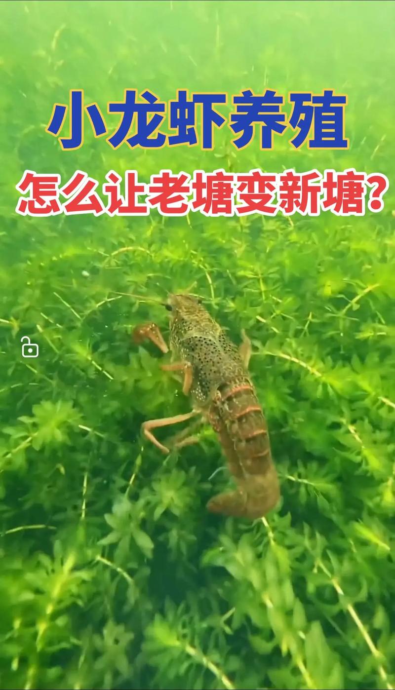 为什么养殖龙虾-第1张图片-宁夏农业信息网 为什么养殖龙虾-第1张图片-宁夏农业信息网