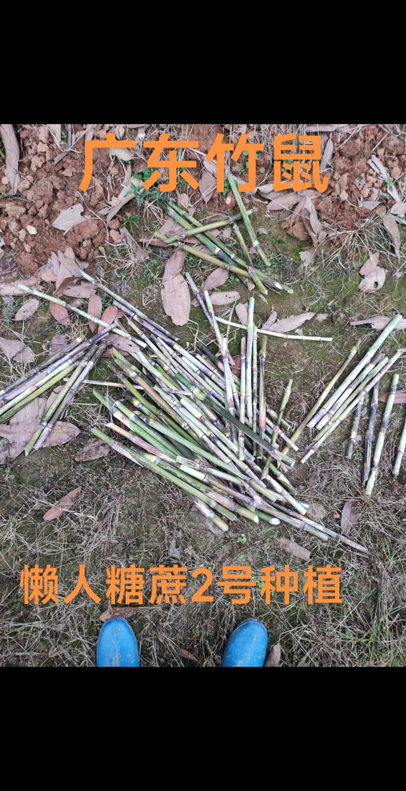 竹鼠用什么饲料-第1张图片-宁夏农业信息网