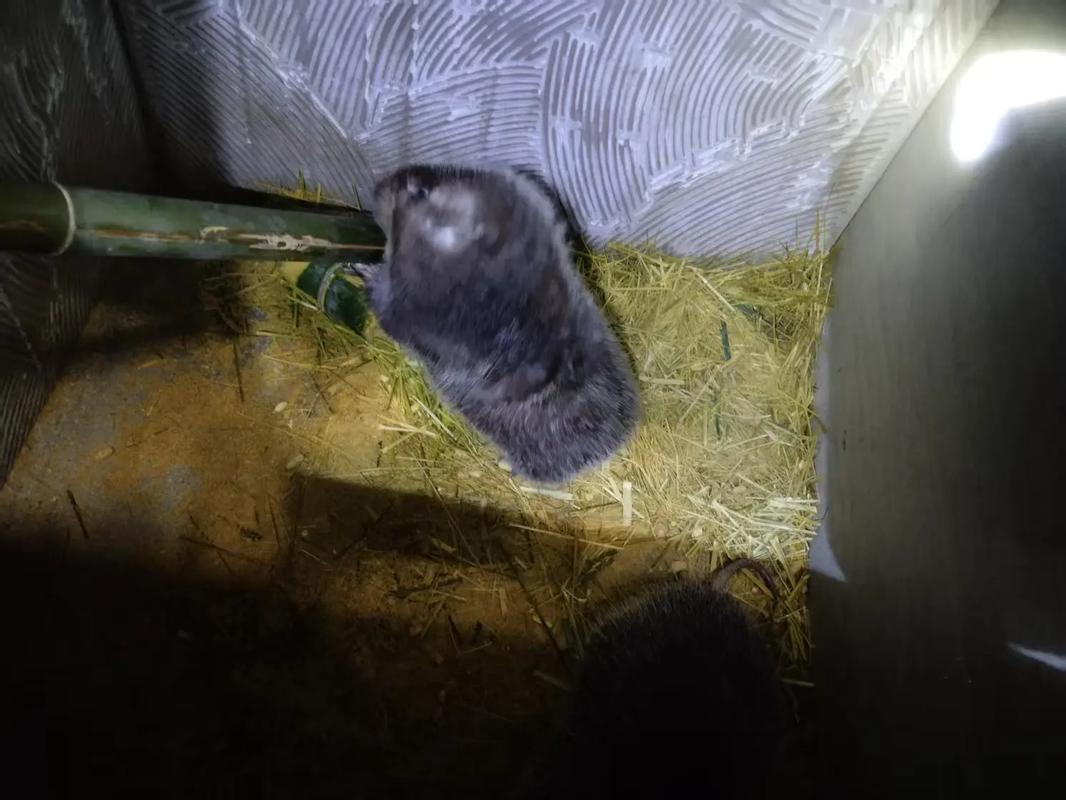 竹鼠用什么饲料-第2张图片-宁夏农业信息网