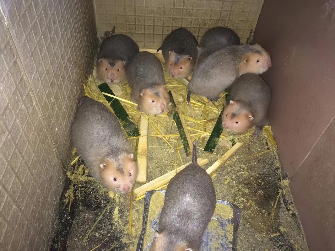 竹鼠用什么饲料-第3张图片-宁夏农业信息网