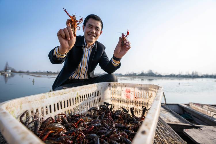 龙虾养殖什么销售方式比较好-第2张图片-宁夏农业信息网