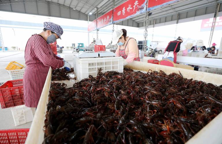 龙虾养殖什么销售方式比较好-第3张图片-宁夏农业信息网