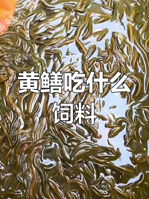 黄鳝养殖吃什么饲料-第1张图片-宁夏农业信息网 黄鳝养殖吃什么饲料-第1张图片-宁夏农业信息网