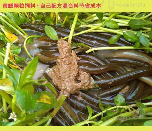 黄鳝养殖吃什么饲料-第3张图片-宁夏农业信息网 黄鳝养殖吃什么饲料-第3张图片-宁夏农业信息网