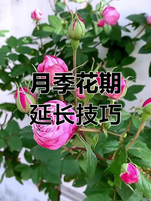 4月份的养殖什么-第3张图片-宁夏农业信息网 4月份的养殖什么-第3张图片-宁夏农业信息网