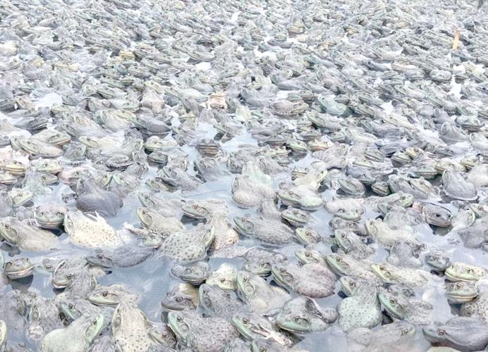 4月份的养殖什么-第2张图片-宁夏农业信息网 4月份的养殖什么-第2张图片-宁夏农业信息网