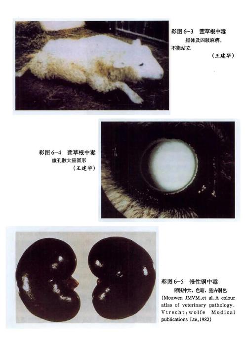 羊饲料中毒有什么反应-第2张图片-宁夏农业信息网 羊饲料中毒有什么反应-第2张图片-宁夏农业信息网