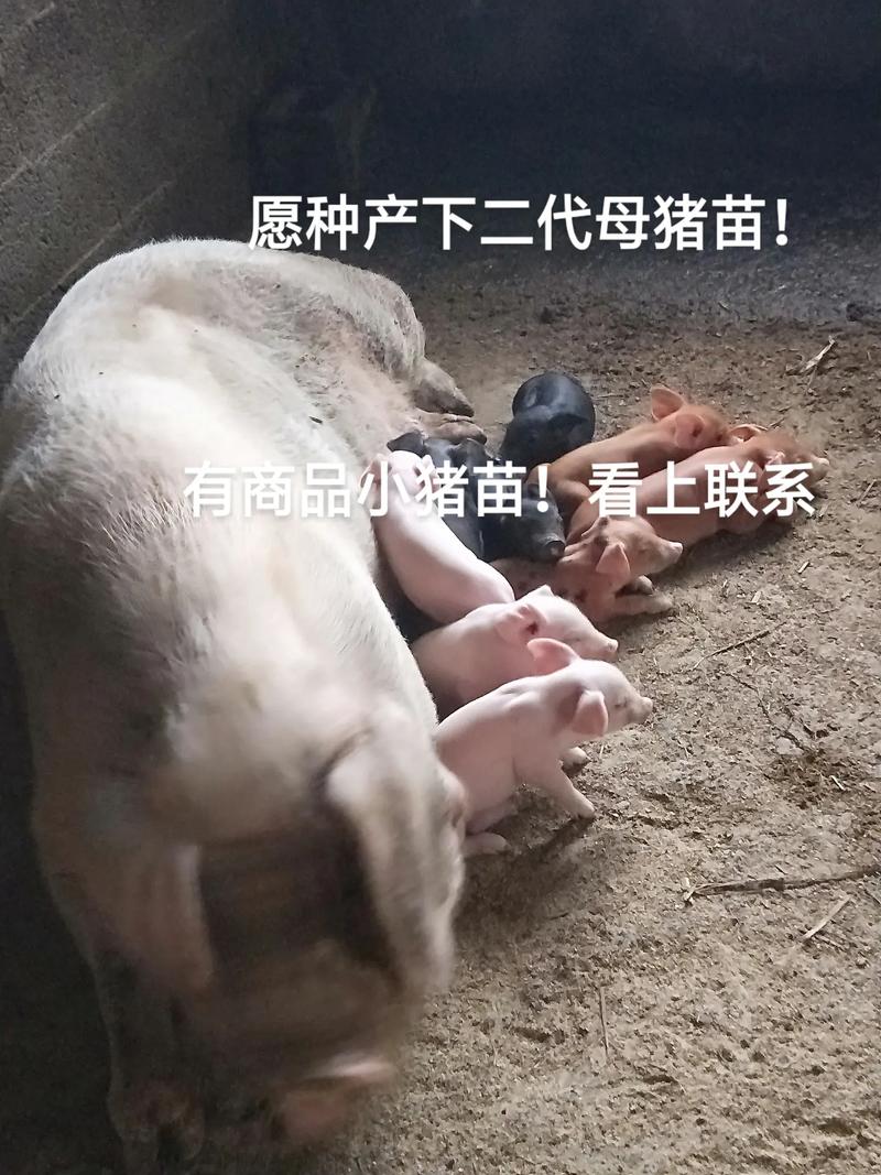南阳母猪苗价格是多少-第1张图片-宁夏农业信息网