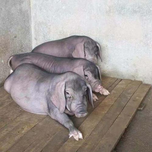 南阳母猪苗价格是多少-第3张图片-宁夏农业信息网