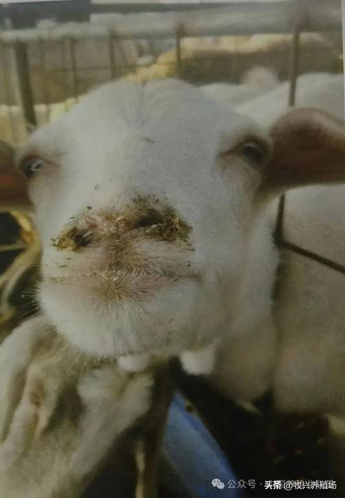 羊饲料中毒什么症状-第3张图片-宁夏农业信息网