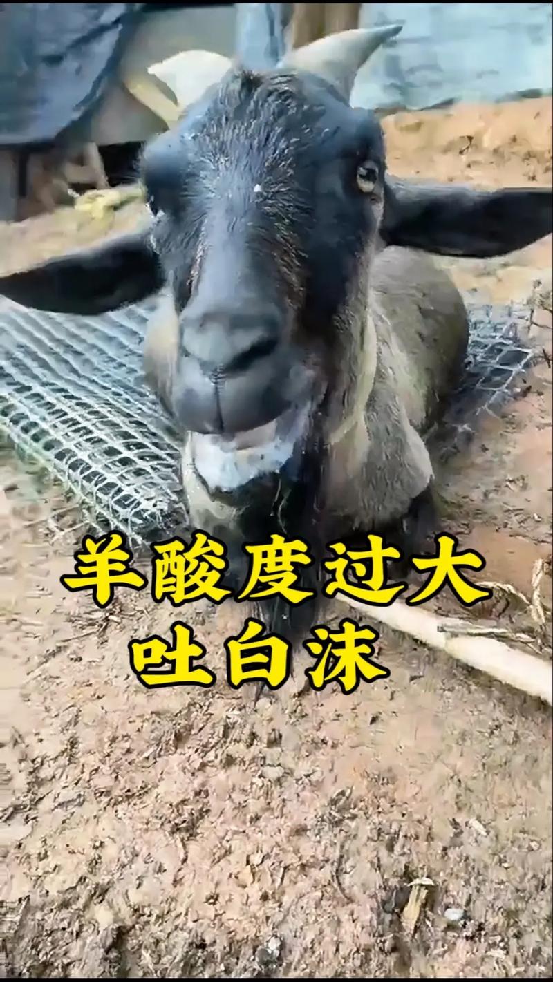 羊饲料中毒什么症状-第2张图片-宁夏农业信息网