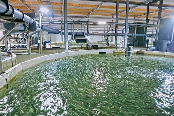 水产养殖为什么用地西洋-第2张图片-宁夏农业信息网 水产养殖为什么用地西洋-第2张图片-宁夏农业信息网