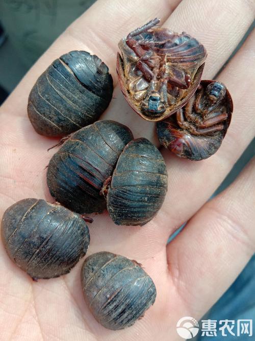 土元胶囊价格是多少-第2张图片-宁夏农业信息网