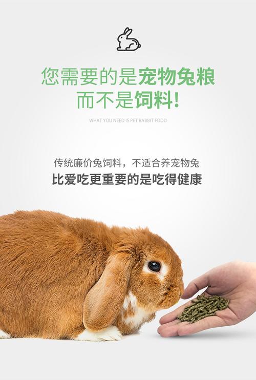 兔子要吃什么饲料好-第3张图片-宁夏农业信息网