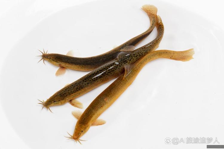 黑龙江泥鳅用什么饲料-第3张图片-宁夏农业信息网