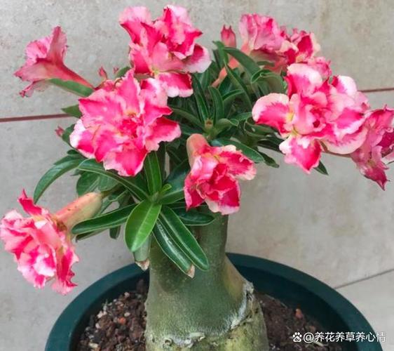 九月份应该养殖什么-第2张图片-宁夏农业信息网