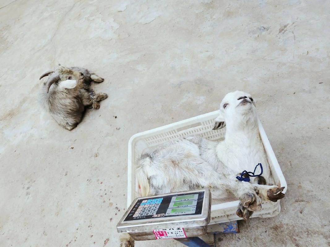 青山羊的价格是多少-第1张图片-宁夏农业信息网