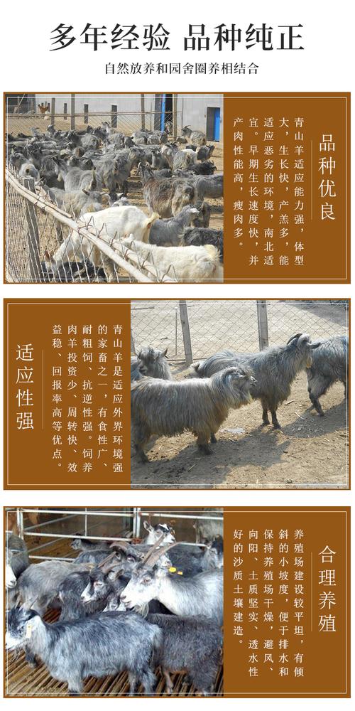 青山羊的价格是多少-第2张图片-宁夏农业信息网