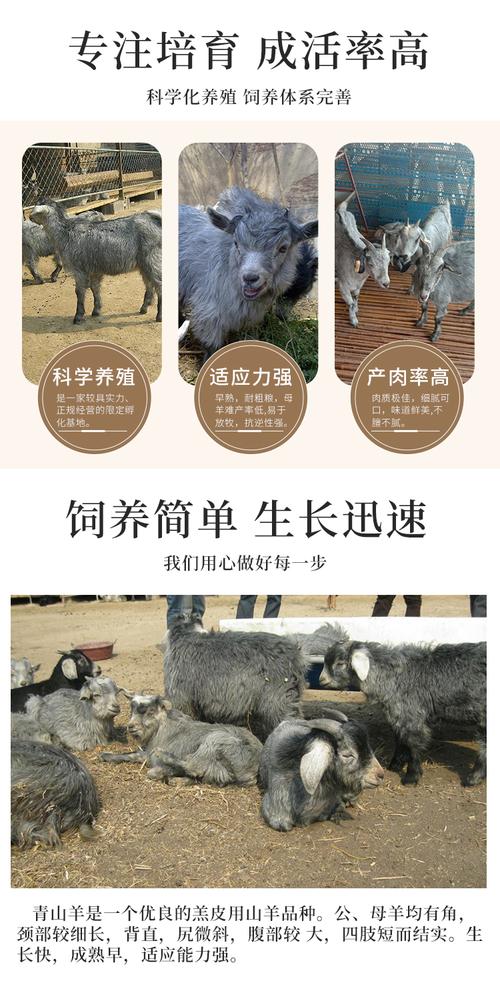 青山羊的价格是多少-第3张图片-宁夏农业信息网