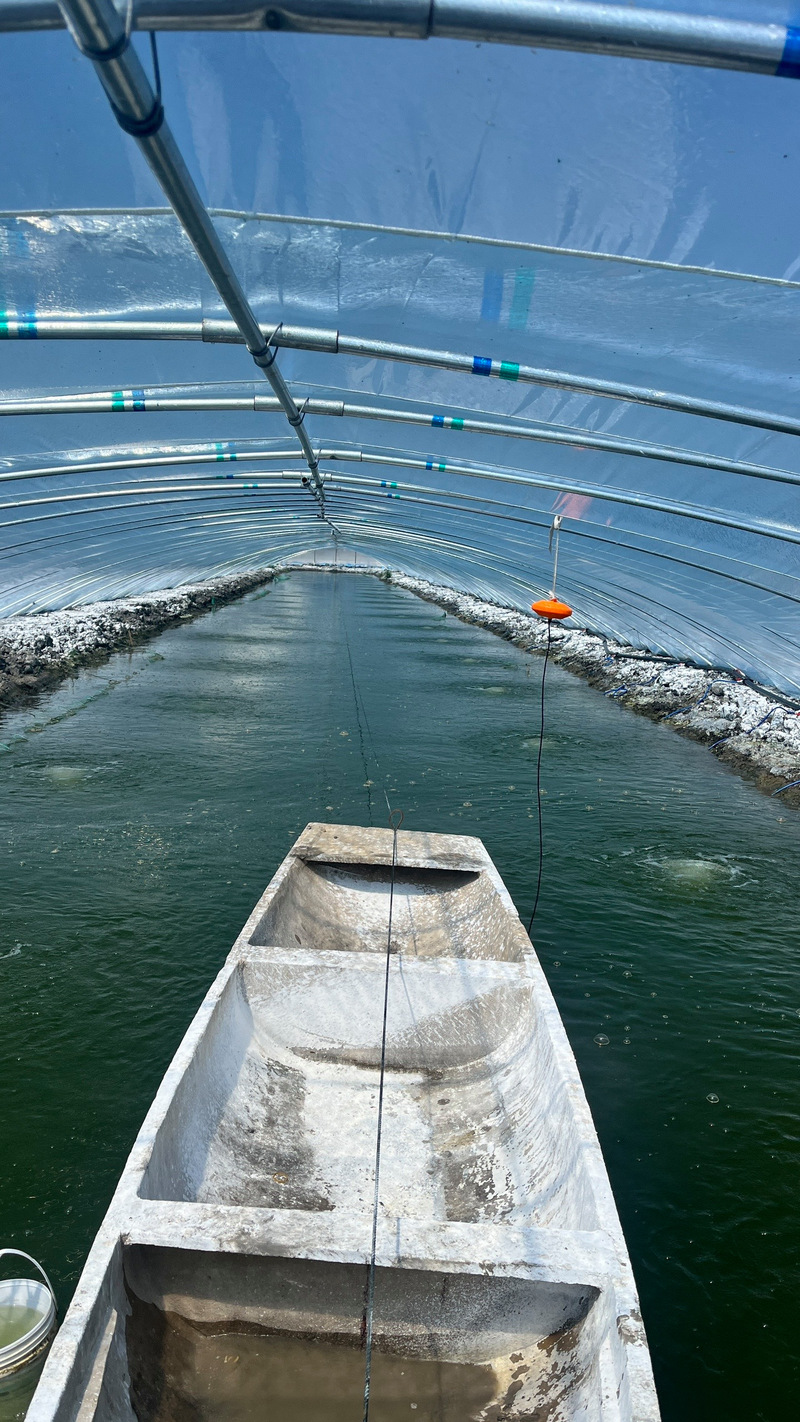 养殖南美白对虾需要什么设备-第3张图片-宁夏农业信息网