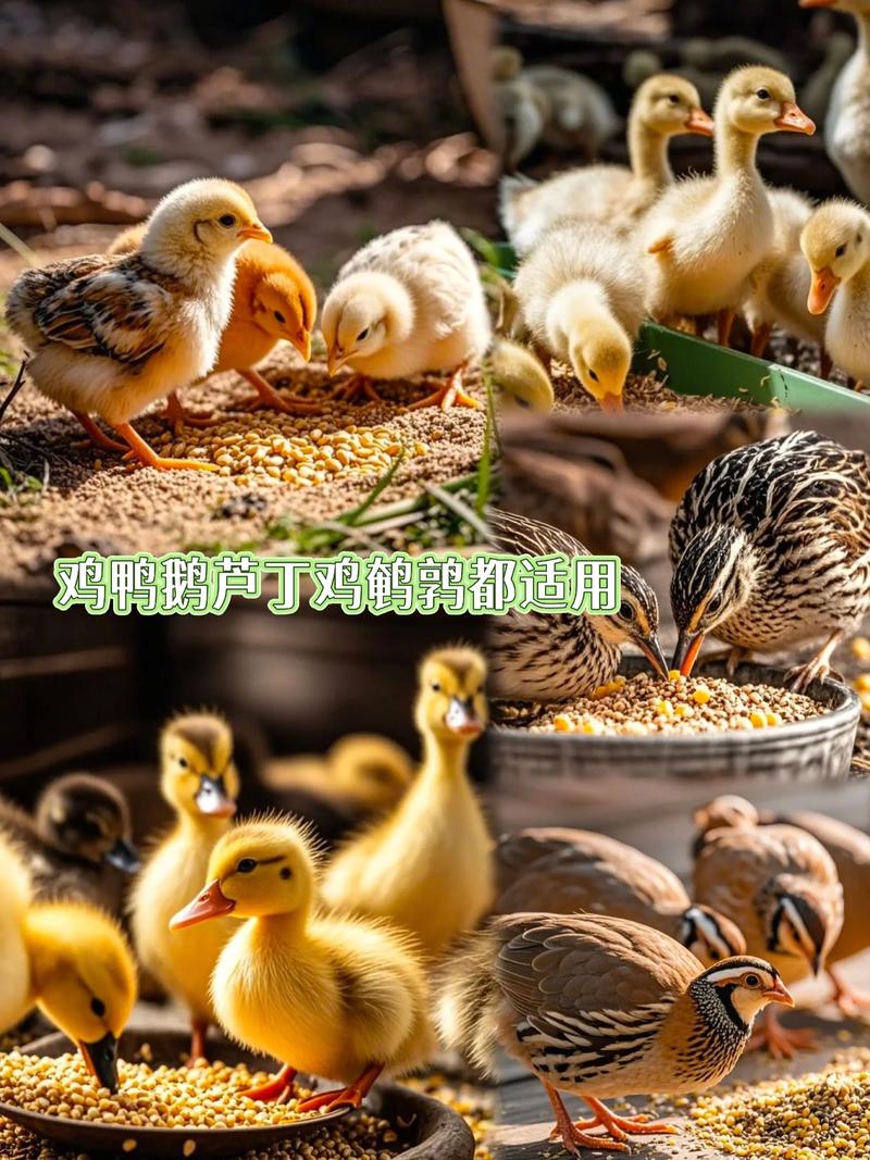 鸡吃什么饲料便宜-第3张图片-宁夏农业信息网