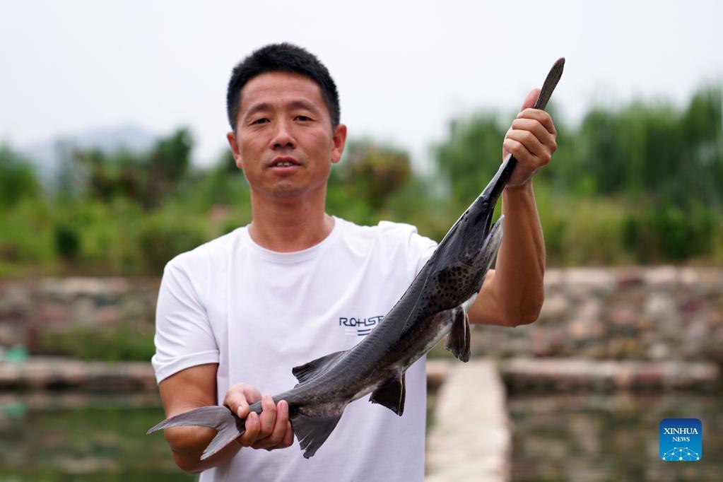 养殖什么鱼在邢台-第2张图片-宁夏农业信息网