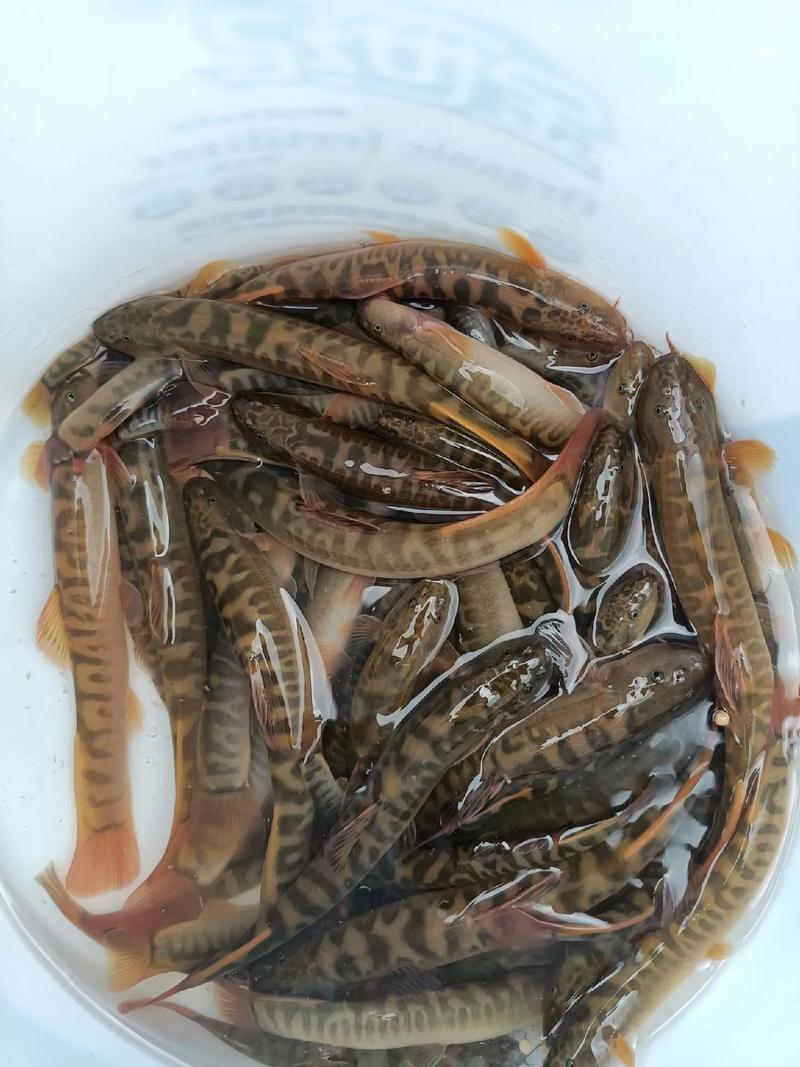 养殖什么鱼在邢台-第3张图片-宁夏农业信息网