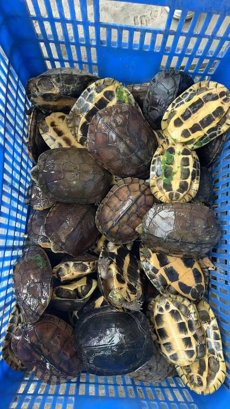 金钱龟2016价格多少-第2张图片-宁夏农业信息网