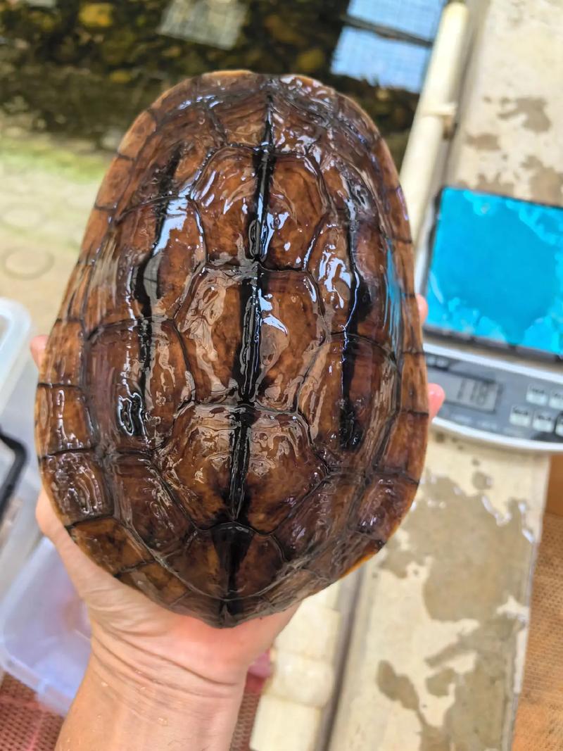 金钱龟2016价格多少-第1张图片-宁夏农业信息网