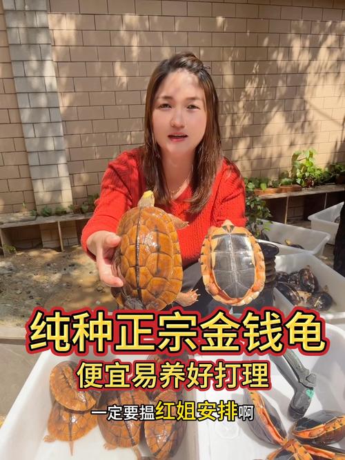金钱龟2016价格多少-第3张图片-宁夏农业信息网