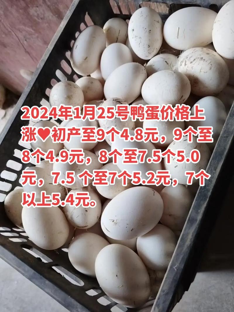 今日成都鸭蛋价格是多少-第1张图片-宁夏农业信息网