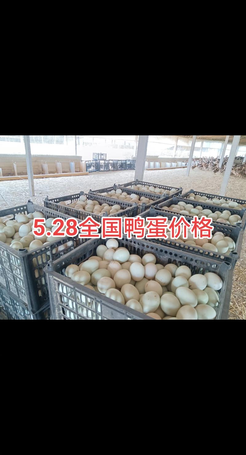 今日成都鸭蛋价格是多少-第3张图片-宁夏农业信息网