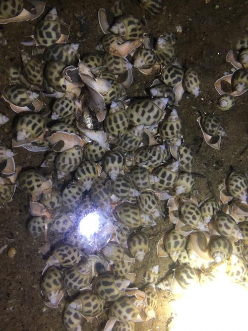 东风螺养殖用什么水-第3张图片-宁夏农业信息网