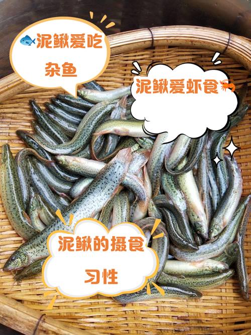 大泥鳅喂什么饲料-第2张图片-宁夏农业信息网