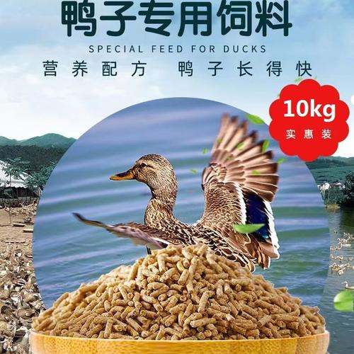 养鸭用什么饲料好-第2张图片-宁夏农业信息网