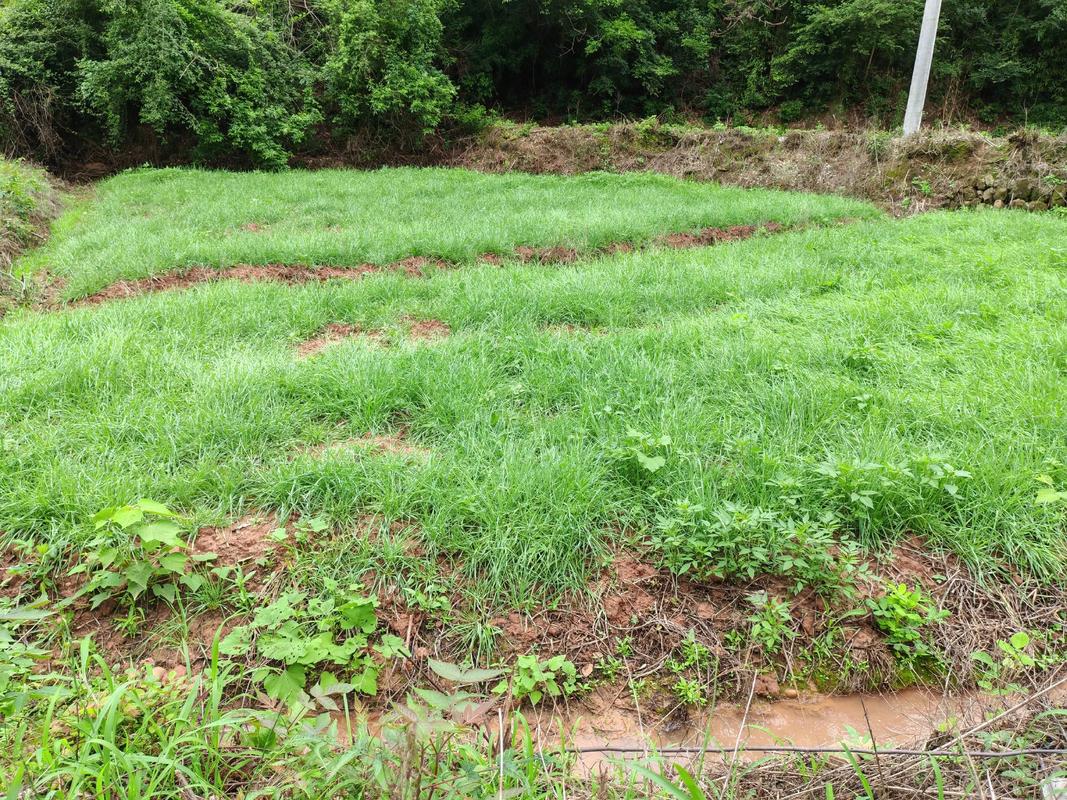 饲料草什么季节种好-第2张图片-宁夏农业信息网 饲料草什么季节种好-第2张图片-宁夏农业信息网