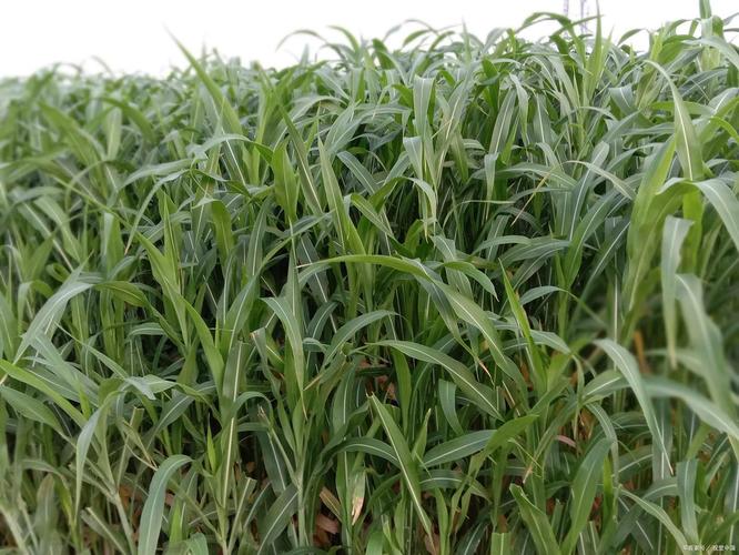 饲料草什么季节种好-第3张图片-宁夏农业信息网 饲料草什么季节种好-第3张图片-宁夏农业信息网