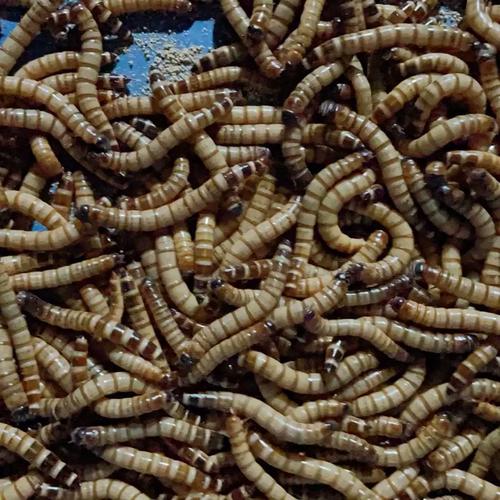 水产养殖喂什么虫-第1张图片-宁夏农业信息网